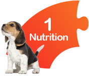 domain-1-nutrition